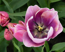 Load image into Gallery viewer, Tulip Blue Heaven