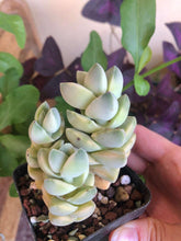 Load image into Gallery viewer, Crassula Moonglow variegata