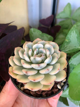 Load image into Gallery viewer, Echeveria Minima Variegata