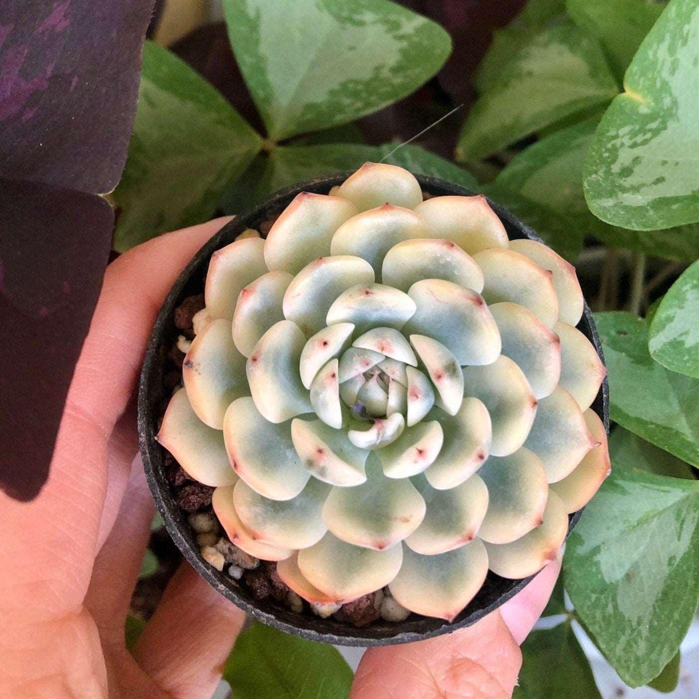 echeveria minima succulent Echeveria Minima Variegata