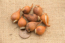 Charger l'image dans la galerie, Tulip Botanical Mix