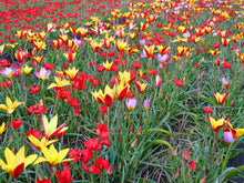 Charger l'image dans la galerie, Tulip Botanical Mix