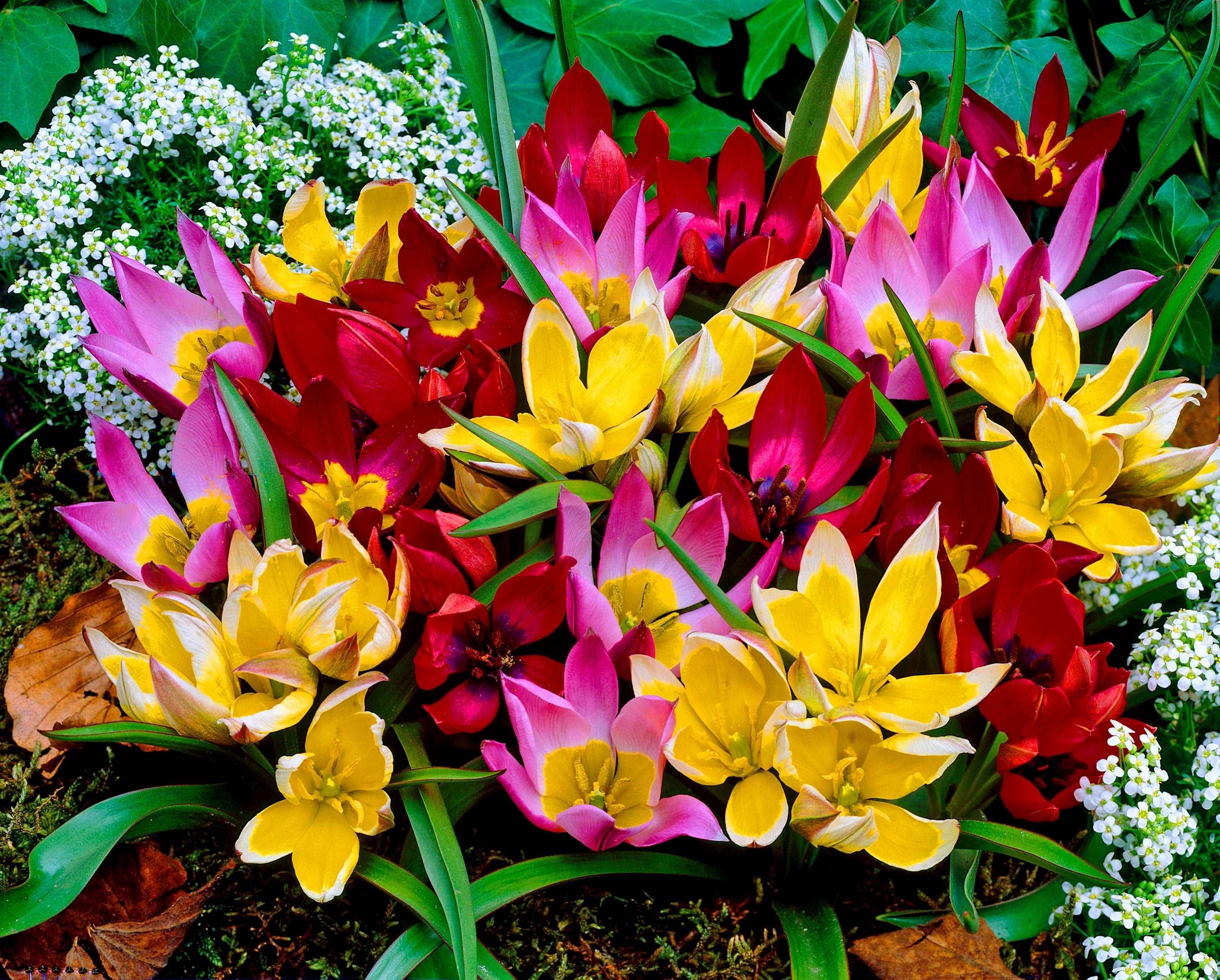 tulip potting mix Tulip Botanical Mix bulbs