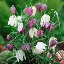Load image into Gallery viewer, Fritillaria meleagris mix
