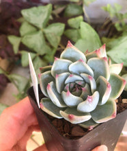 Load image into Gallery viewer, Echeveria Icon