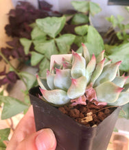 Load image into Gallery viewer, Echeveria Icon