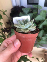 Load image into Gallery viewer, Echeveria Lemon Rose