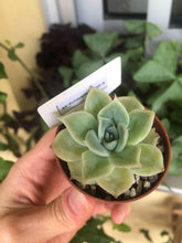 Load image into Gallery viewer, Echeveria Lemon Rose