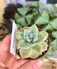 Load image into Gallery viewer, Echeveria Lemon Rose