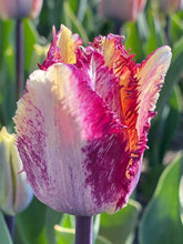 Load image into Gallery viewer, Tulip Color Fusion