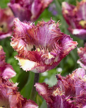 Load image into Gallery viewer, Tulip Color Fusion