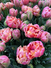 Load image into Gallery viewer, Tulip Pink Star