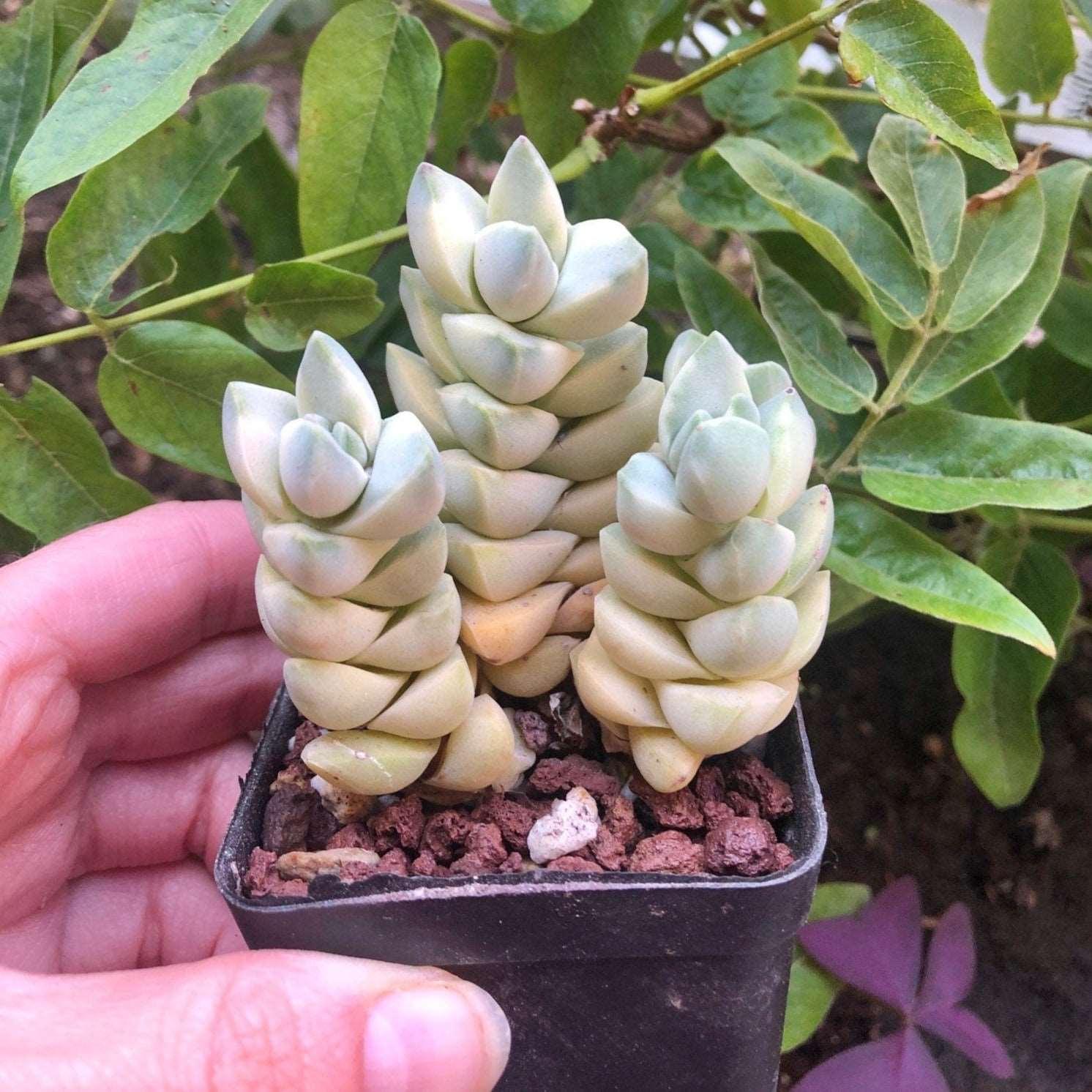 moonglow succulent Crassula Moonglow variegata