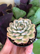 Load image into Gallery viewer, Echeveria Minima Variegata