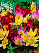 Charger l'image dans la galerie, Tulip Botanical Mix