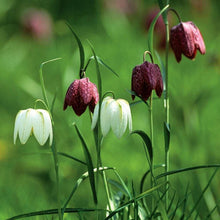 Load image into Gallery viewer, Fritillaria meleagris mix