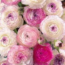 Load image into Gallery viewer, Ranunculus "Picotee Pink"