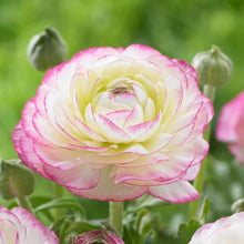 Load image into Gallery viewer, Ranunculus "Picotee Pink"