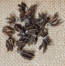 Load image into Gallery viewer, Ranunculus Picoté "Café au Lait"