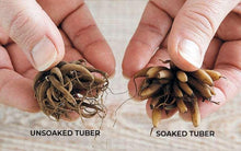 Load image into Gallery viewer, Ranunculus Pauline "Carmine"