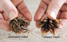 Load image into Gallery viewer, Ranunculus Pauline "Champagne"