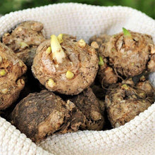 Load image into Gallery viewer, Calla Lily "Crystal Blush"