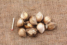 Load image into Gallery viewer, Iris Reticulata "Blue Planet"