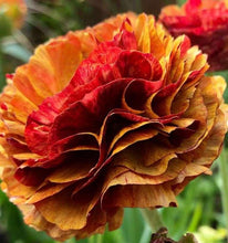Load image into Gallery viewer, Ranunculus Picoté "Café au Lait"