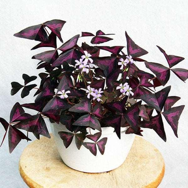 indoor oxalis plant Oxalis Triangularis bulbs for sale