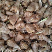 Load image into Gallery viewer, Freesia Single Mix