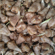 Load image into Gallery viewer, Freesia Double White bulbs/corms