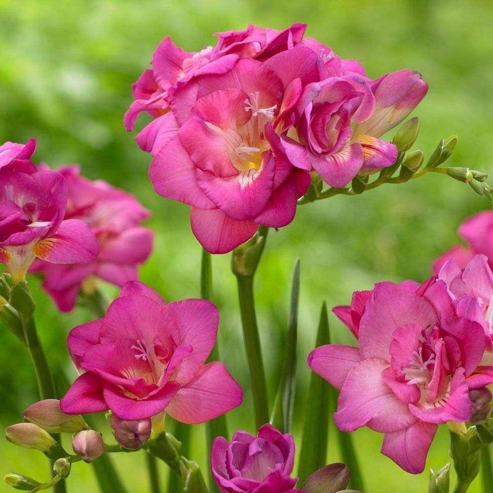Freesia Pink Double Bulbs corms 5 6 Perennial Flowers Fragrant freesia-pink-double-bulbs-corms-5-6-perennial-flowers-fragrant