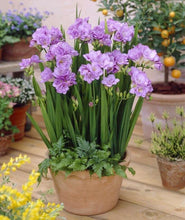 Charger l'image dans la galerie, Freesia Double Purple bulbs/corms