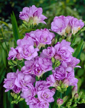 Charger l'image dans la galerie, Freesia Double Purple bulbs/corms