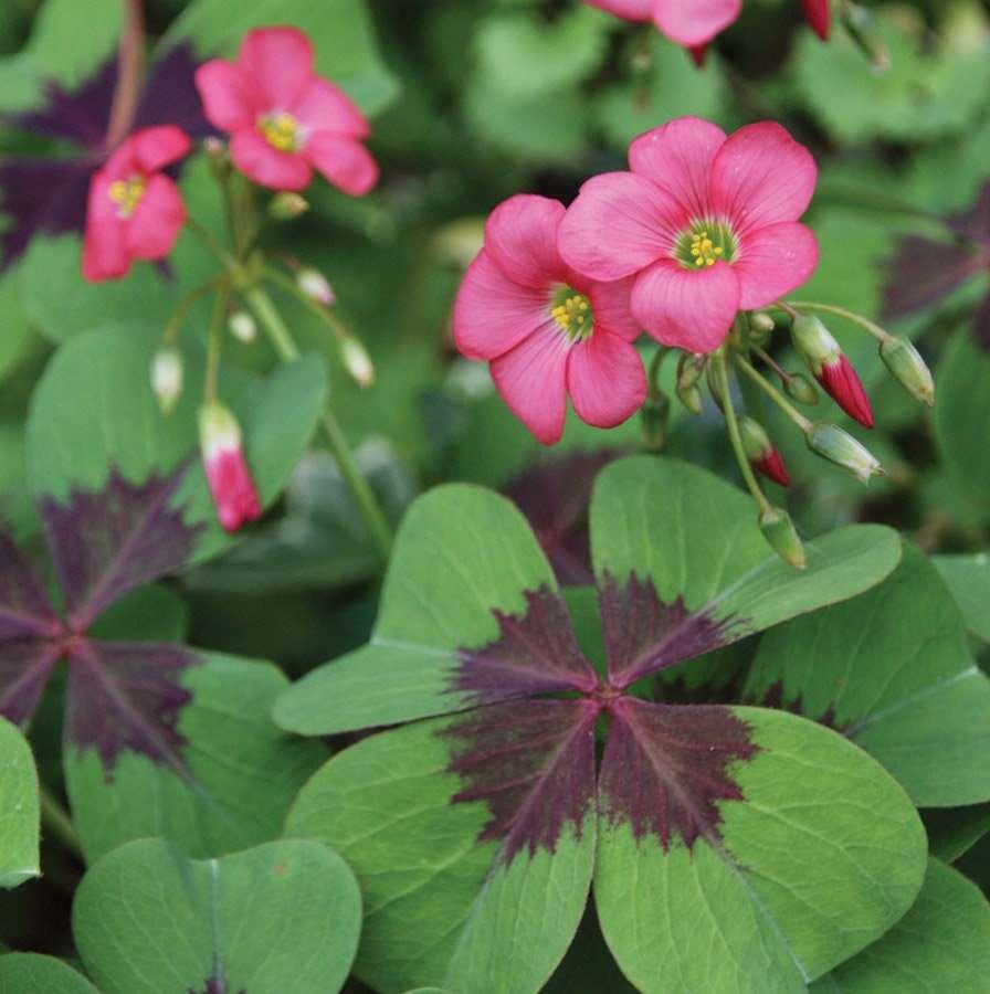 Oxalis Iron Cross (Oxalis tetraphylla) bulb 4/5 - Good luck plant, lucky  four leaved clover, shamrock