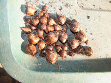 Load image into Gallery viewer, Oxalis Iron Cross