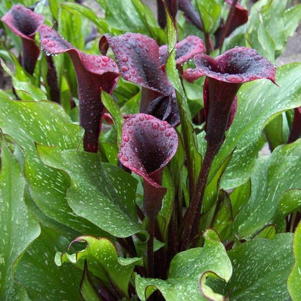 black calla lily plant Calla Lily 