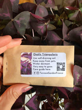 Load image into Gallery viewer, Oxalis Triangularis "Sanne"