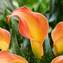 Load image into Gallery viewer, Calla Lily "Morning Sun"