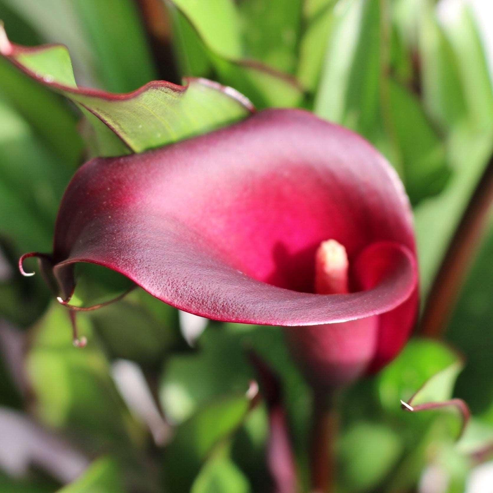 flower that looks like calla lily Calla Lily "Macau" (Zantedeschia, Arum Lillies)