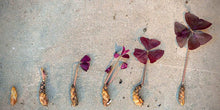 Load image into Gallery viewer, Oxalis Triangularis "Amber"