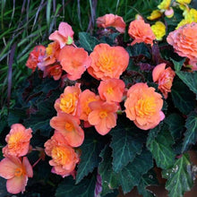 Load image into Gallery viewer, Begonia multiflora 'Peardrop'