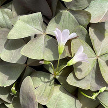 Load image into Gallery viewer, Oxalis Triangularis "Sanne"