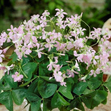 Load image into Gallery viewer, Oxalis Regnelli