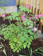 Load image into Gallery viewer, Bleeding Hearts roots/rhizomes (Dicentra spectabilis; Lamprocapnos spectabilis)