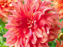 Load image into Gallery viewer, Dahlia 'Belle of Barmera' tuber