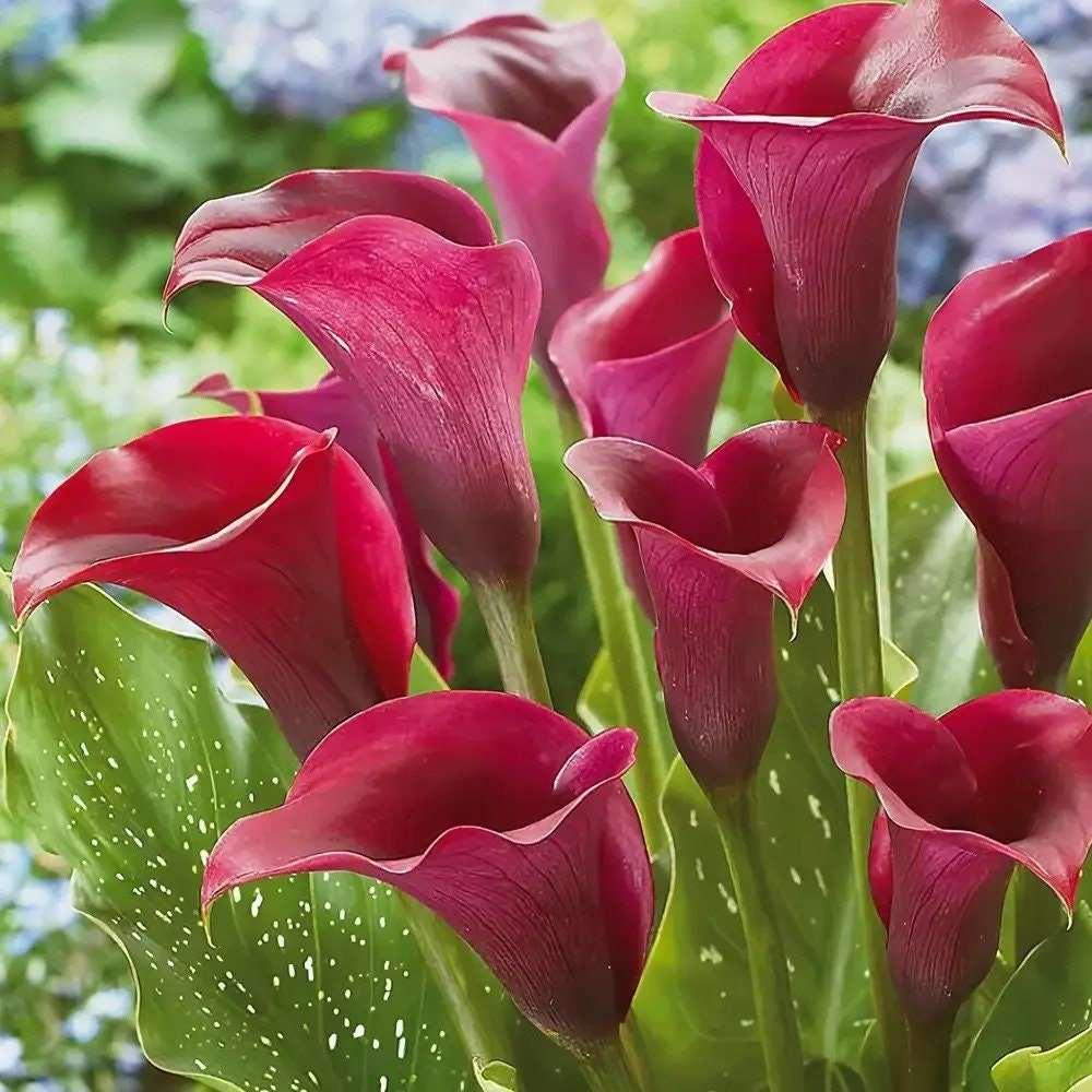 california lily flower Calla Lily "California Red" (syn. Callafornia red | Zantedeschia, Arum Lillies)