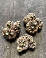 Charger l'image dans la galerie, Calla Lily "Rainbox Mix"