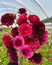 Load image into Gallery viewer, Ranunculus Amandine "Violet"