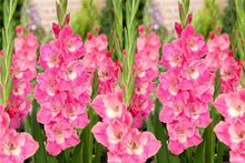 Load image into Gallery viewer, Gladiolus "Pink Parrot" bulbs